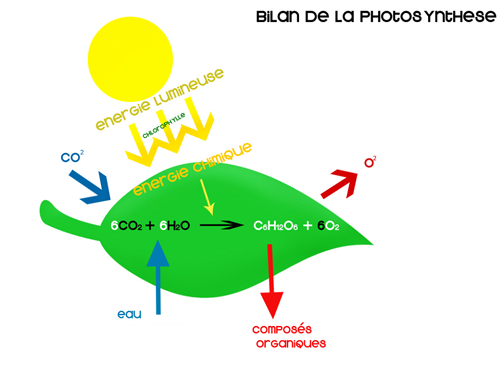 schema bilan photosynthese 