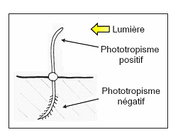 schema phototropisme